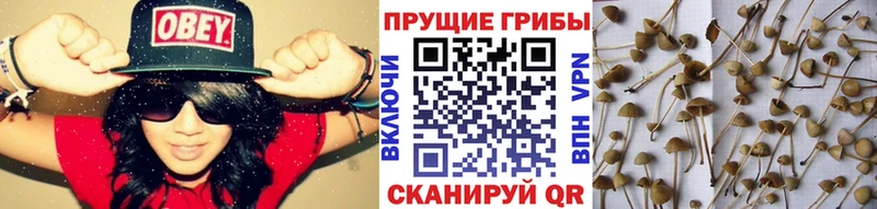мега ТОР  Валдай  Псилоцибиновые грибы Psilocybe 